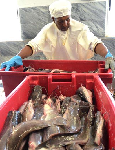 Pesca. Isla de la Juventud