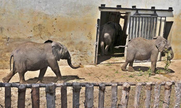 ZOO Nacional de Cuba, Elefante africano donado por el Gobierno de Namibia.