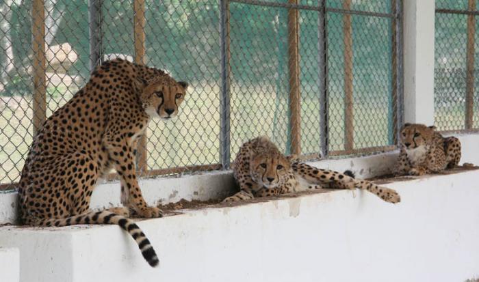 Guepardos traídos de Namibia en cuarentena en el Zoológico Nacional de Cuba.