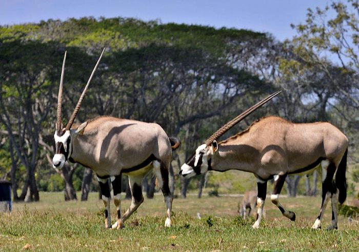 ZOO Nacional de Cuba, Antílopes oryx donados por el gobierno de Namibia.