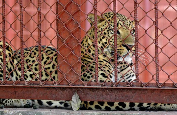 ZOO Nacional de Cuba, leopardos donados por el Gobierno de Namibia.