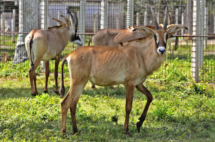 ZOO Nacional de Cuba, Antílopes roan donados por el gobierno de Namibia.