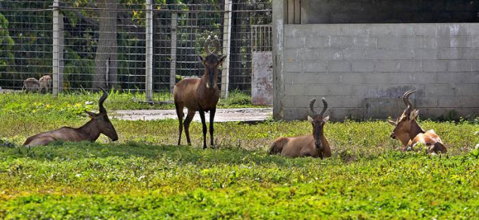 ZOO Nacional de Cuba, Antilope cuerno de corazón donados por el Gobierno de Namibia.