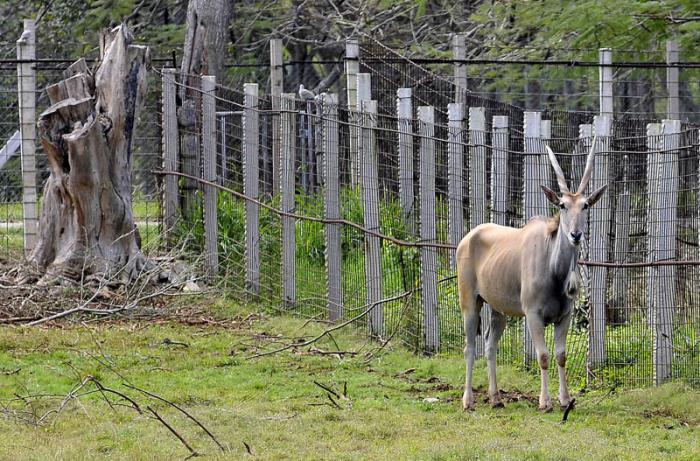 Antílopes eland del Cabo donados por el Gobierno de Namibia.