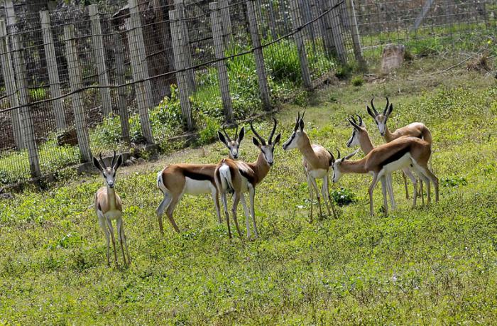 Antílopes springbok donados por el gobierno de Namibia.
