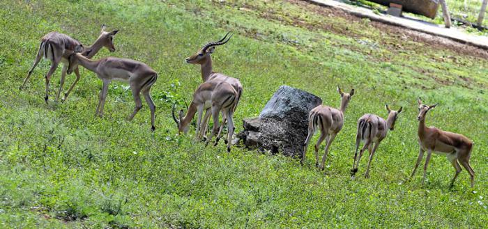 Antílopes impalas donados por el gobierno de Namibia.