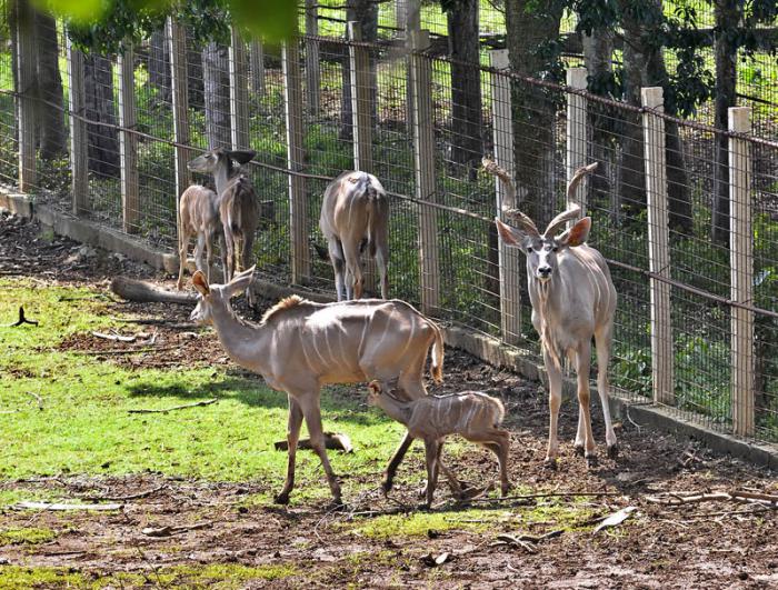 Antílopes gran kudu donados por el Gobierno de Namibia.