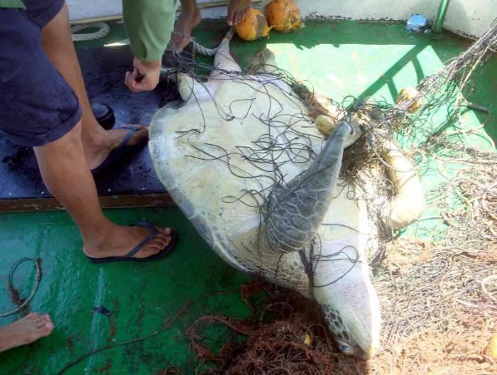 Durante el último año en Pinar del Río se ocuparon más de ocho kilómetros de redes y 219 embarcaciones rústicas asociadas a la pesca furtiva. 