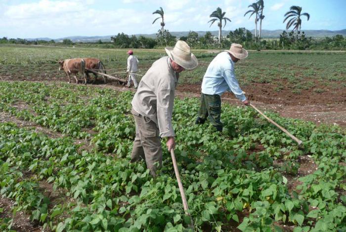 La CCS Regino Guerrero sobresale en el municipio de Banes. Sus socios claman por medios técnicos para elevar la producción.