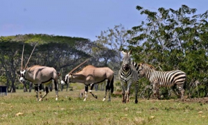 antilopes oryx y cebras donados por gobierno de namibia