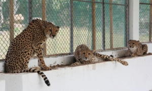 Especies donadas a Cuba por la República de Namibia