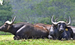 Especies donadas a Cuba por la República de Namibia