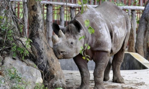 Especies donadas a Cuba por la República de Namibia