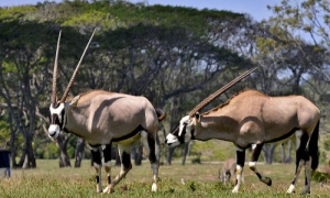 Especies donadas a Cuba por la República de Namibia