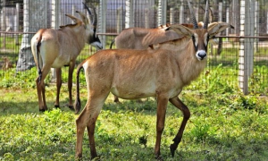 Especies donadas a Cuba por la República de Namibia