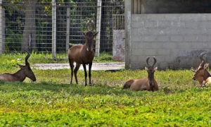 Especies donadas a Cuba por la República de Namibia