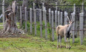 Especies donadas a Cuba por la República de Namibia