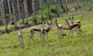 Especies donadas a Cuba por la República de Namibia