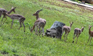 Especies donadas a Cuba por la República de Namibia