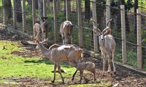 Especies donadas a Cuba por la República de Namibia