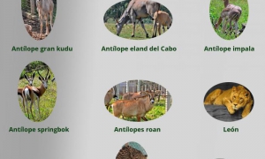 animales donados a cuba por namibia