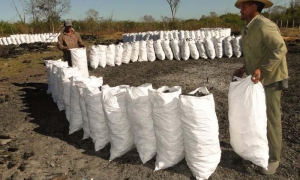 producción de carbón en Cienfuegos