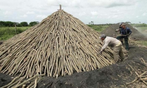 Producción de carbón en Cienfuegos-1