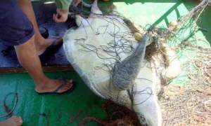 pesca ilegal