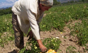 campesina
