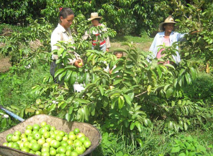 agricultura suburbana