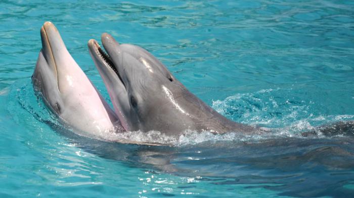 Acuario Nacional de Cuba