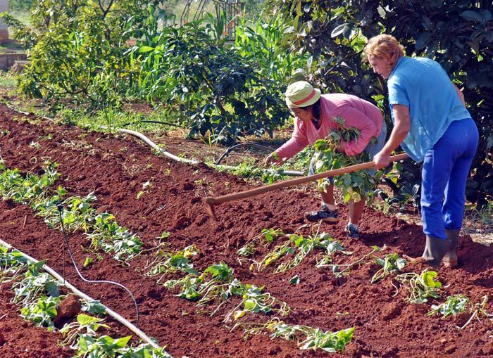 Empresa agricola en Guira de Melena.
