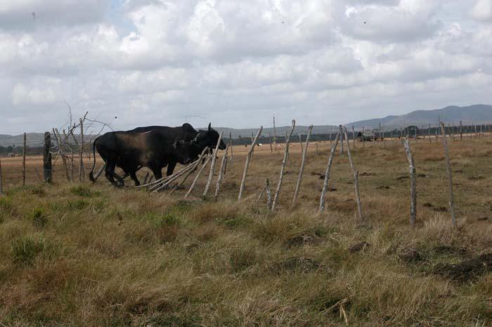 Ni las cercas resisten las embestidas de los animales. 