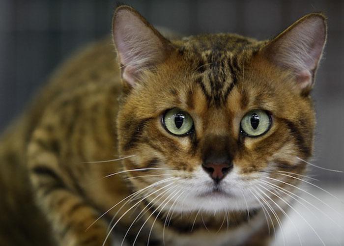 Chester a most popular cat is seen during a regional cat exhibition in Havana December 18, 2011. Some 150 pets of various breeds took part in the show. 

REUTERS/Enrique de la Osa (CUBA)