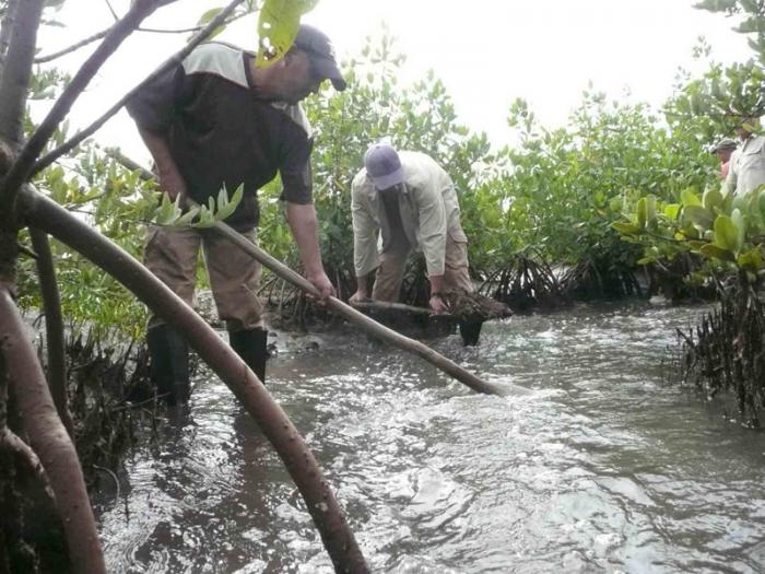 Reforestación de mangle en franja costera de Campechuela, provincia de Granma.