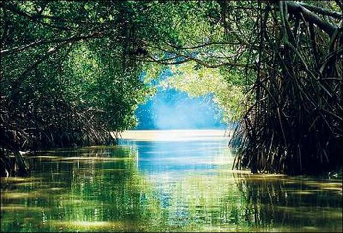 Los manglares en Cuba