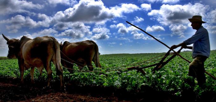 Agricultura cubana.