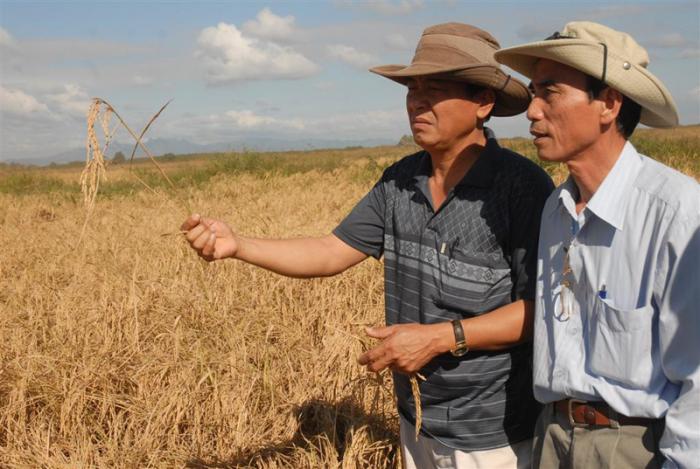 Asesores vietnamitas en campo de arroz en complejo arrocero Sur del Jíbaro, municipio La Sierpe.