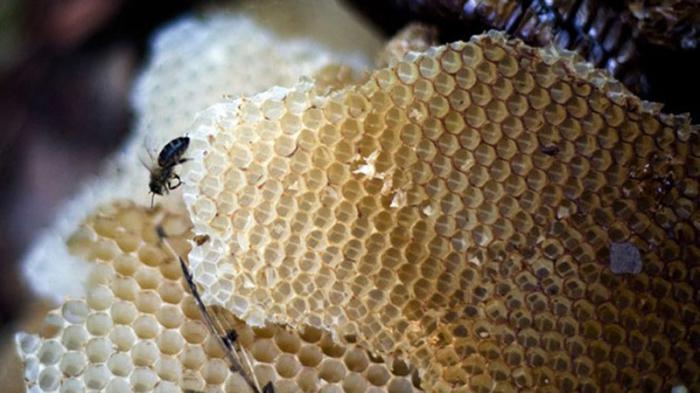 miel de abejas