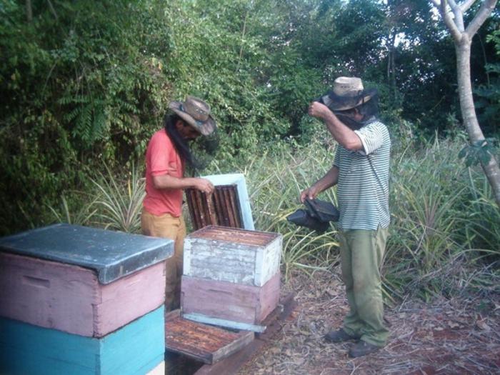 Productores de miel de abeja. apicultura