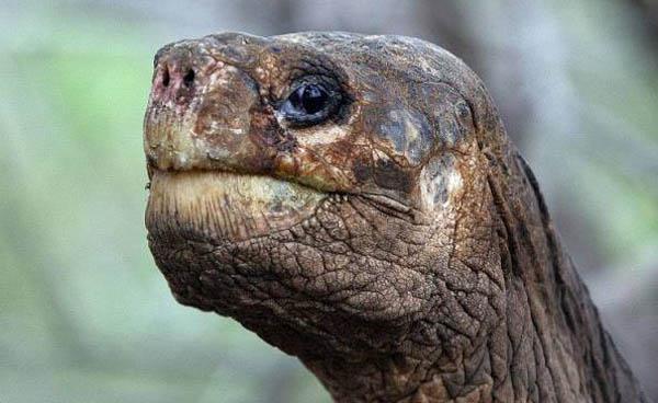 El Solitario George murió en 2012