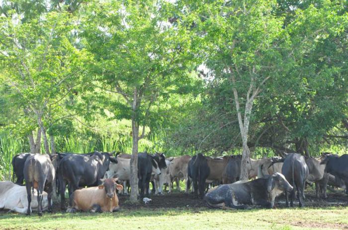 El proyecto de recuperación reporta varios pastoreos listos. Vacas. Sancti Spíritus
