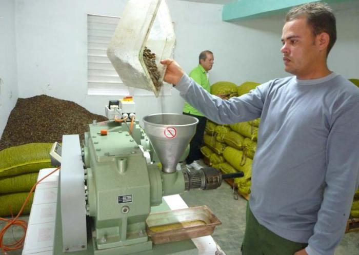 Producción de aceite basado en el nim. En primer plano Raciel, el operario de la bioplanta. Detrás, en el acondicionamiento de los sacos, Ricardo. Guantanamo
