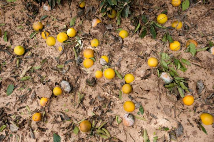 Oranges sit in the mud of a grove that was devastated by an Israeli air strike in which 10 bombs left massive craters, destroying many trees, and killing the 5-year-old daughter of a farmer.