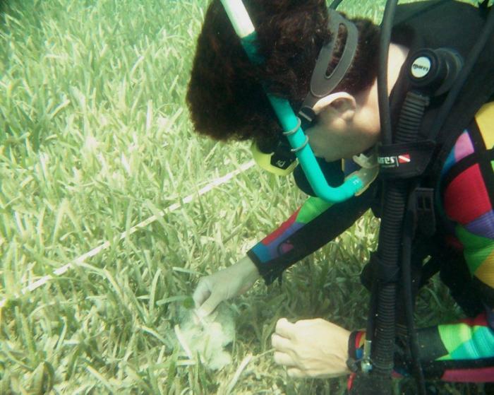 Conservación de los pastos marinos