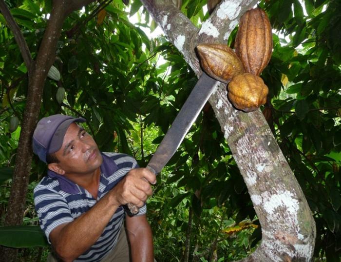 Hombre en la cosecha de Cacao