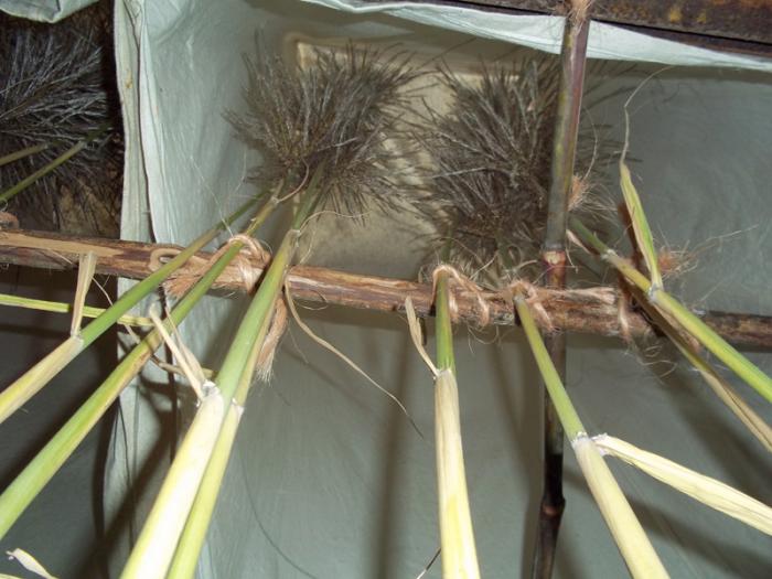 Instituto de Investigaciones de la Caña de Azúcar. Cruzamientos en el Instituto de Investigaciones de la Caña de Azúcar (INICA) permiten trabajar en el país con 24 variedades de caña