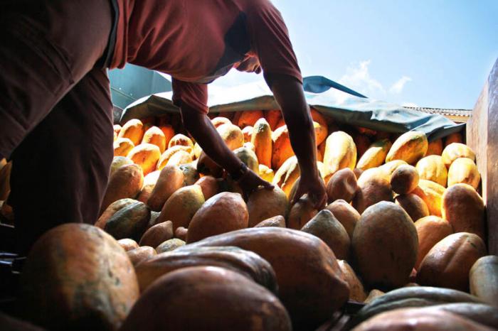 Cosecha de Fruta bomba en camaguey