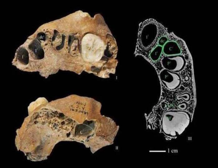 Descubren fósiles que pudieran pertenecer a nueva especie humana