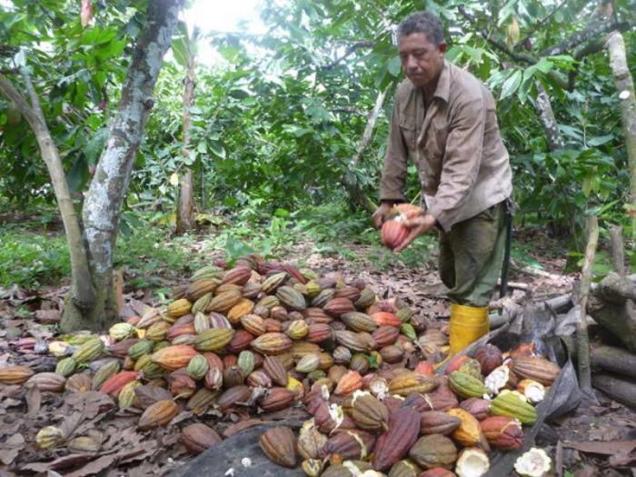 Cosecha de Cacao en Guantanamo